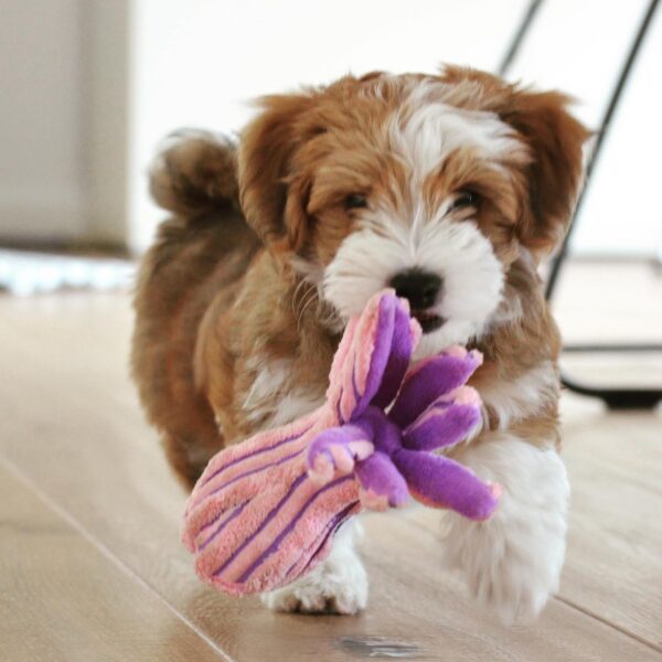CKC HAVANESE PUPPY FOR SALE CANADA. HAVANESE FOR SALE CANADA