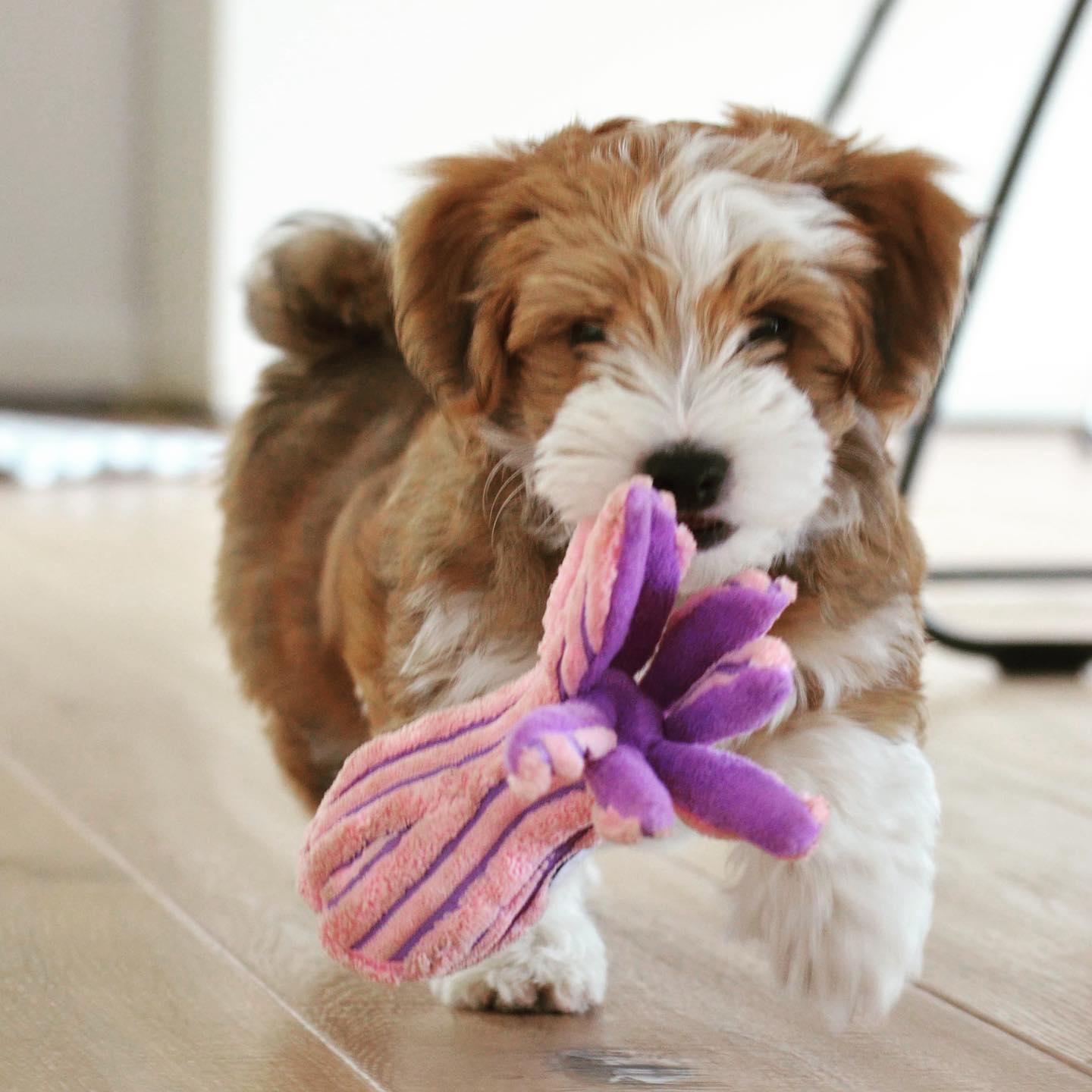 CKC HAVANESE PUPPY FOR SALE CANADA. HAVANESE FOR SALE CANADA