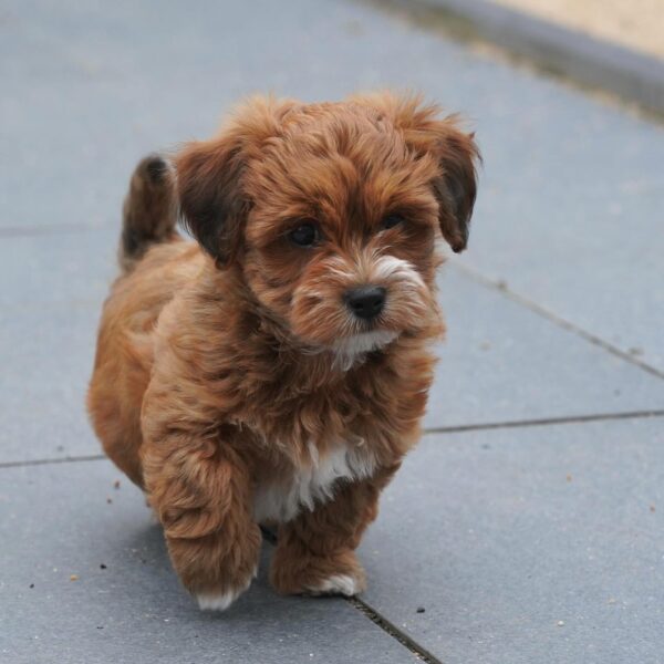REGISTERED CKC HAVANESE PUPPY FOR SALE CANADA. HAVANESE FOR SALE CANADA