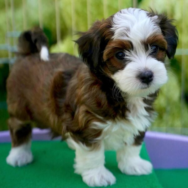 SOLD HAVANESE PUPPY CANADA