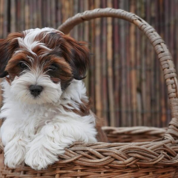 SOLD HAVANESE PUPPY IN CANADA