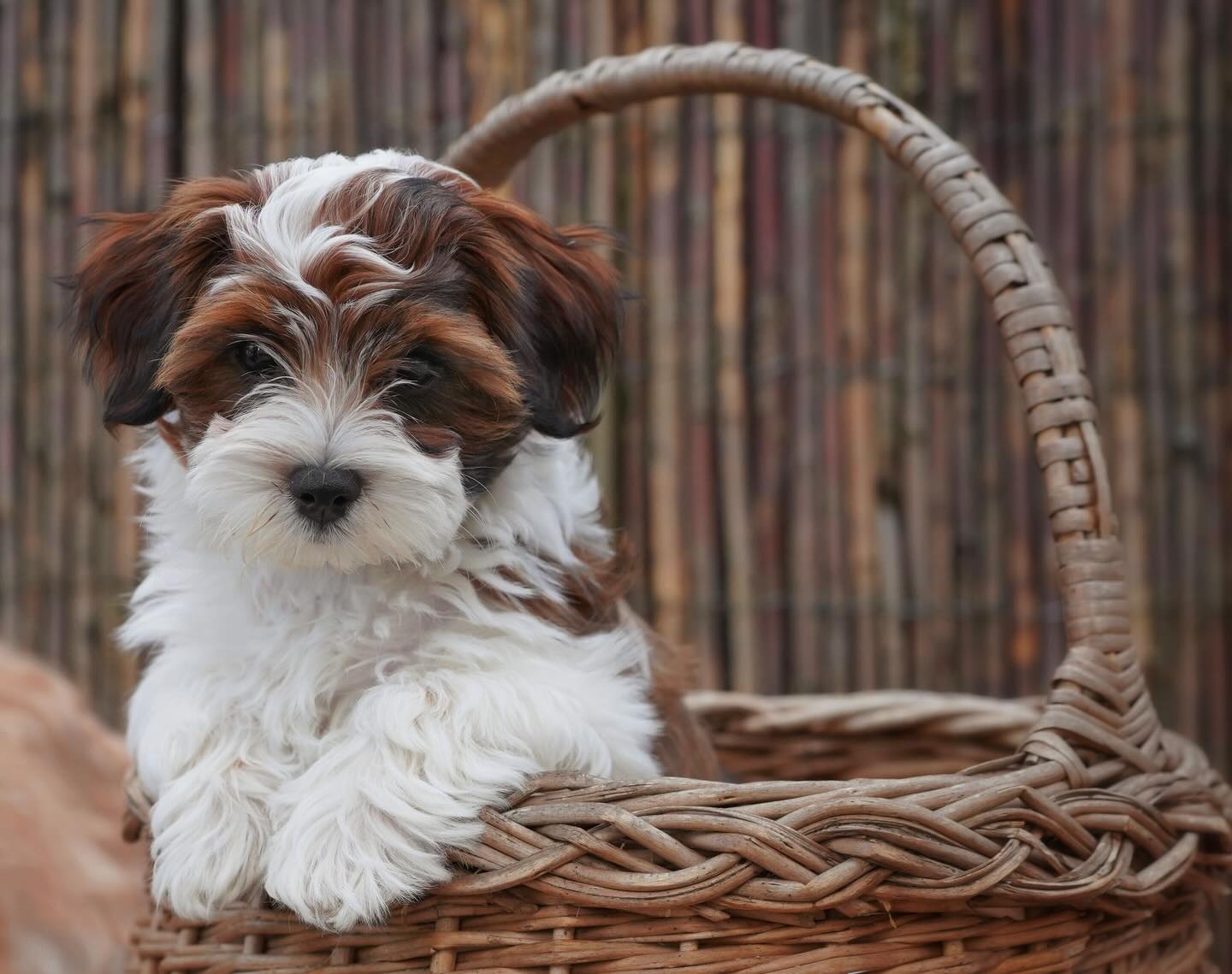SOLD HAVANESE PUPPY IN CANADA