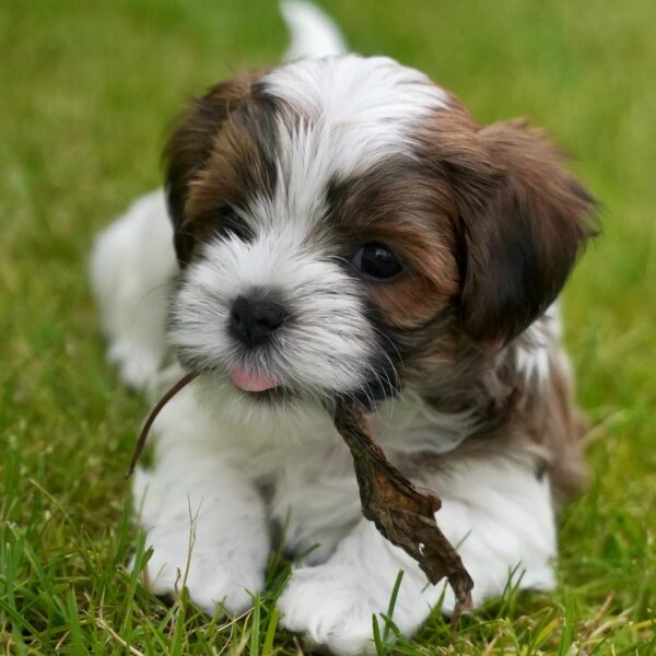 About The Havanese