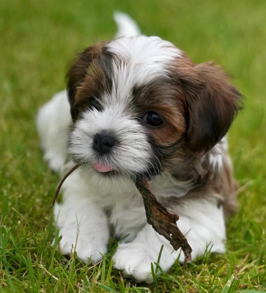 About The Havanese