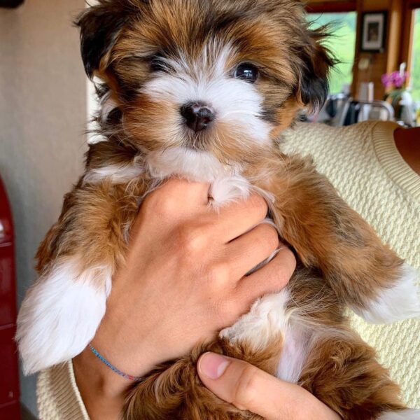 HEALTH TESTED MALE HAVANESE PUPPY FOR SALE IN CANADA