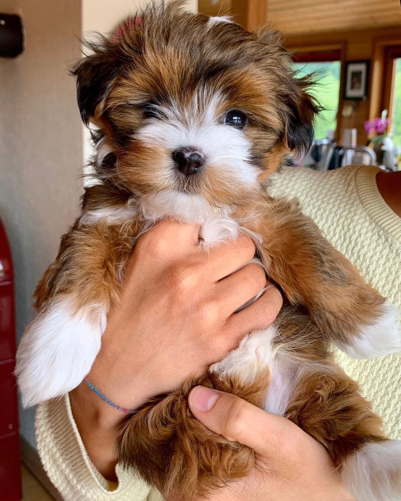 HEALTH TESTED MALE HAVANESE PUPPY FOR SALE IN CANADA