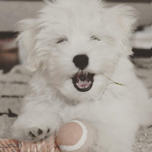 WHITE MALE HAVANESE PUPPY FOR SALE IN CANADA