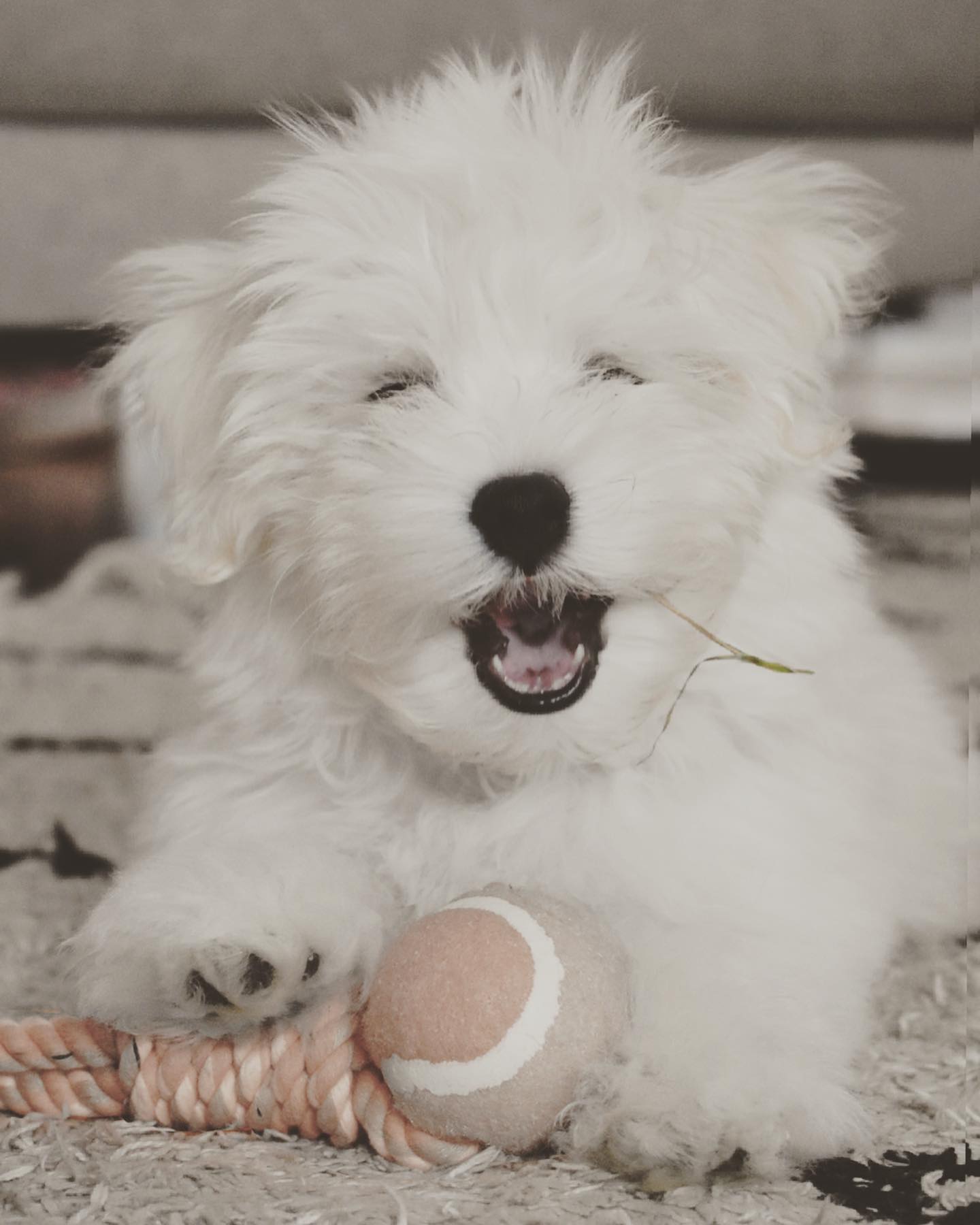 WHITE MALE HAVANESE PUPPY FOR SALE IN CANADA