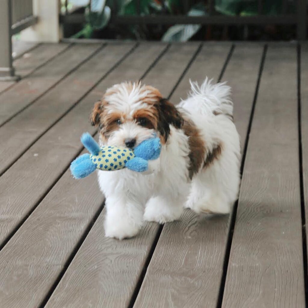 CUTE MALE HAVANESE PUPPY FOR SALE NEAR ME IN CANADA