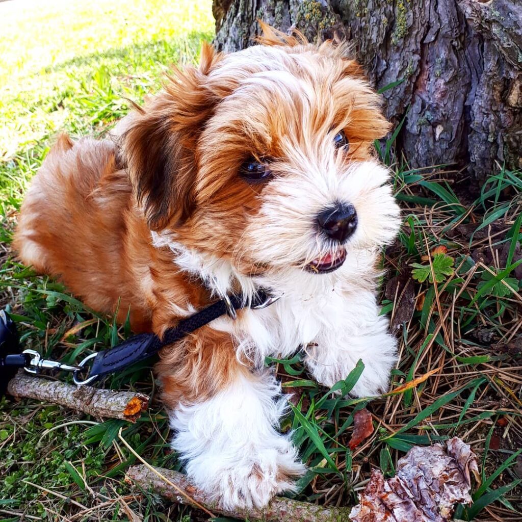 CKC HAVANESE PUPPY FOR SALE CANADA. HAVANESE FOR SALE CANADA