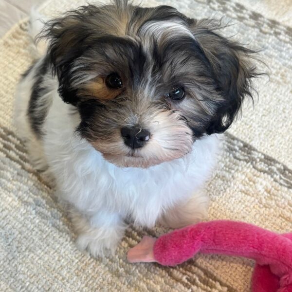 REGISTERED CKC HAVANESE PUPPY FOR SALE CANADA. HAVANESE FOR SALE CANADA
