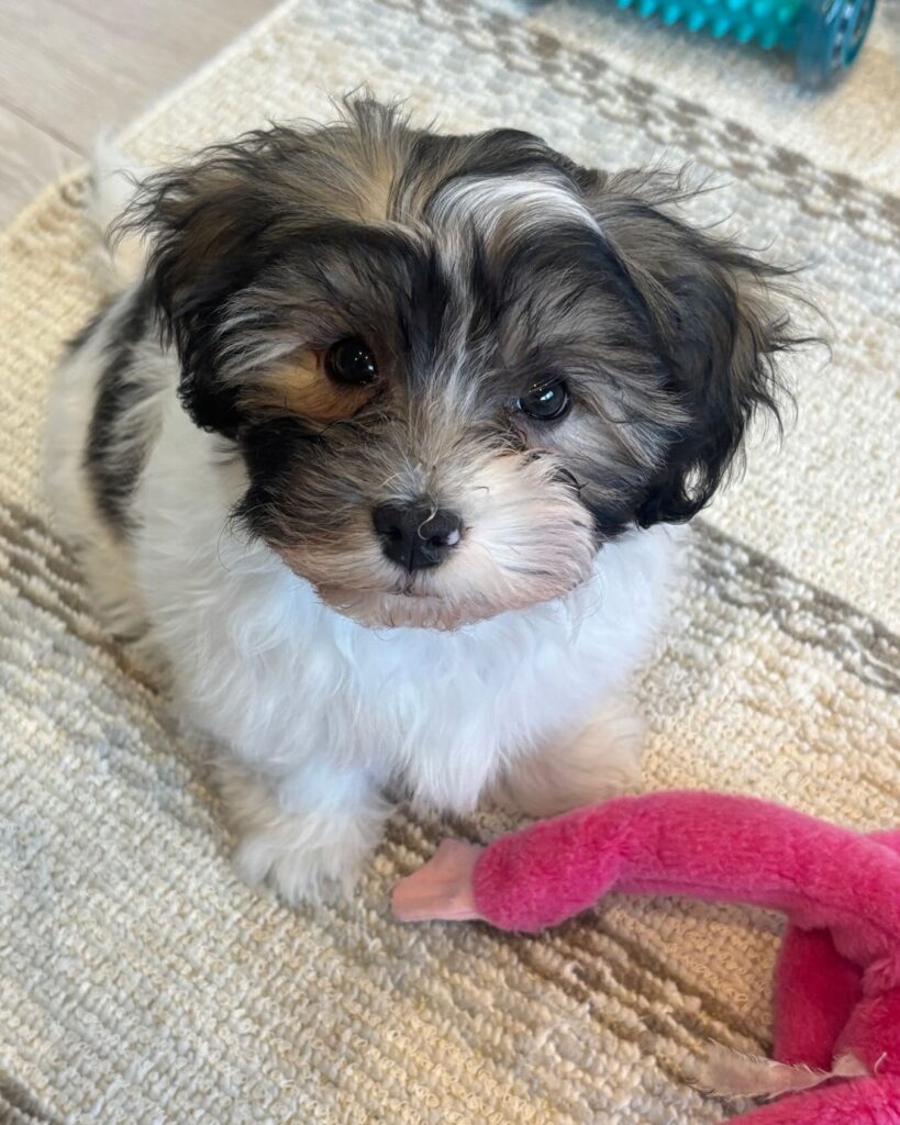 REGISTERED CKC HAVANESE PUPPY FOR SALE CANADA. HAVANESE FOR SALE CANADA
