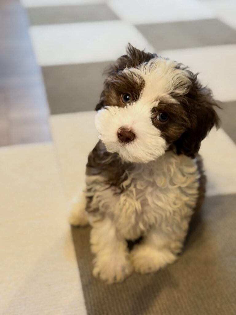 FEMALE HAVANESE PUPPY FOR SALE IN CANADA