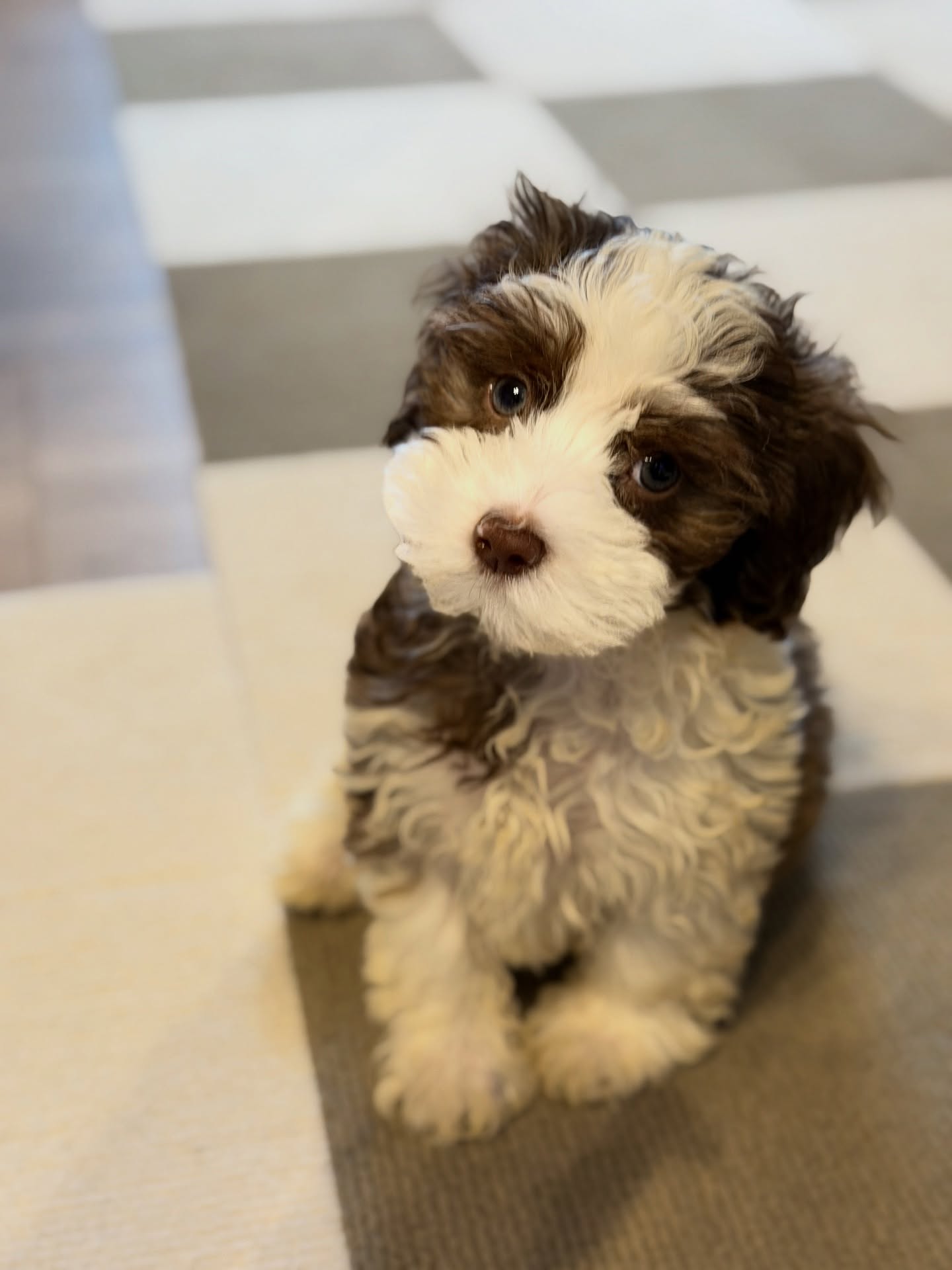 FEMALE HAVANESE PUPPY FOR SALE IN CANADA