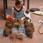 CKC HAVANESE BREEDER NEAR ME