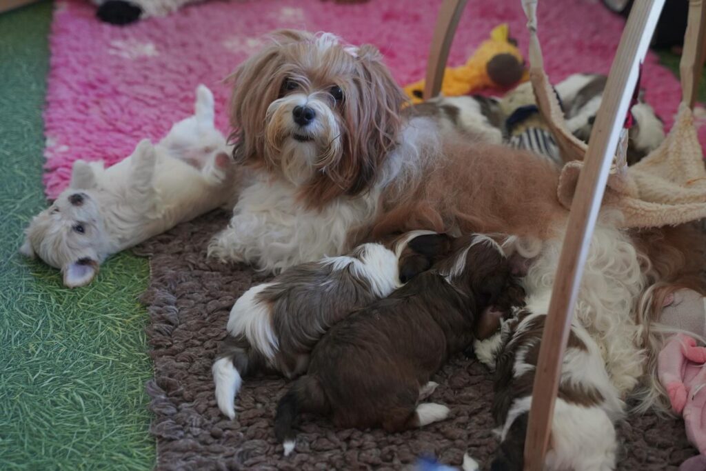 CKC HAVANESE PUPPIES FOR SALE