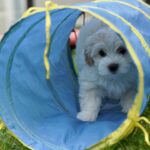 SWEETHAVEN HAVANESE IS A LEGITIMATE CKC HAVANESE BREEDER IN CANADA