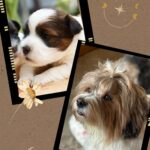 CKC HAVANESE BREEDER NEAR ME