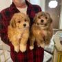 HAVANESE BREEDER TESTIMONIALS & REVIEW