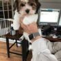 HAVANESE BREEDER TESTIMONIALS & REVIEW
