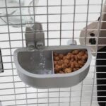 ETHICAL CKCHAVANESE BREEDER BASED IN CANADA.
