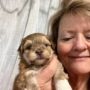 HAVANESE BREEDER TESTIMONIALS & REVIEW