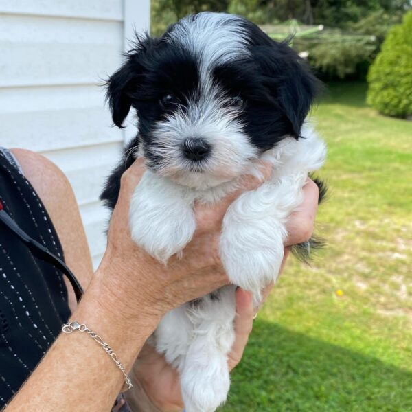 CKC HAVANESE PUPPY FOR SALE CANADA. HAVANESE FOR SALE CANADA
