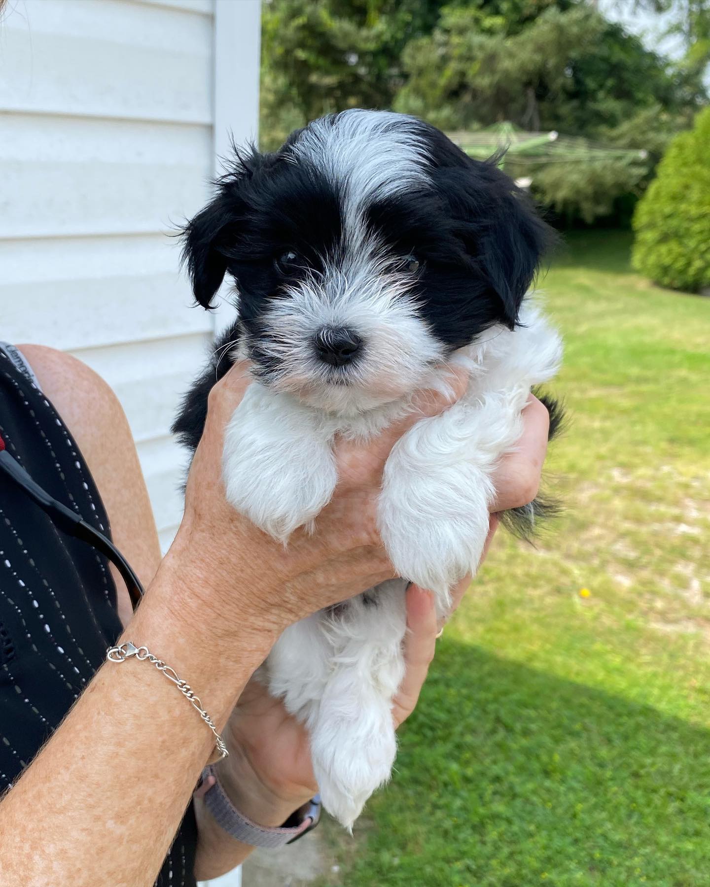 CKC HAVANESE PUPPY FOR SALE CANADA. HAVANESE FOR SALE CANADA
